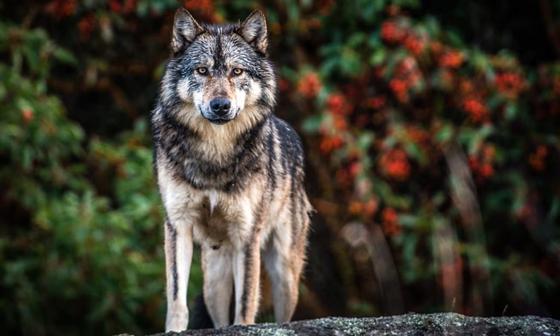 Takaya, the Canadian sea wolf - Cheryl Alexander